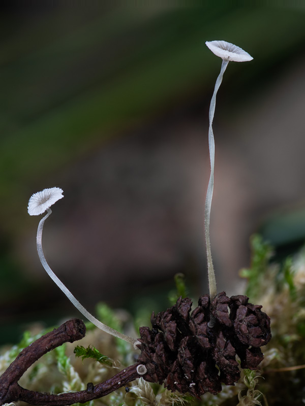 Mycena rhenana Mycena rhenana